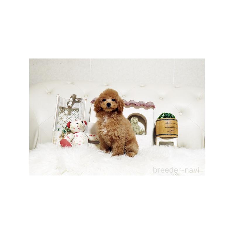 成約済の佐賀県のトイプードル-427798の4枚目