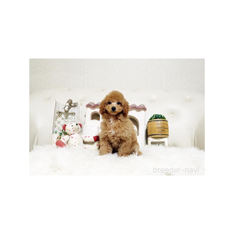 成約済の佐賀県のトイプードル-427798の2枚目