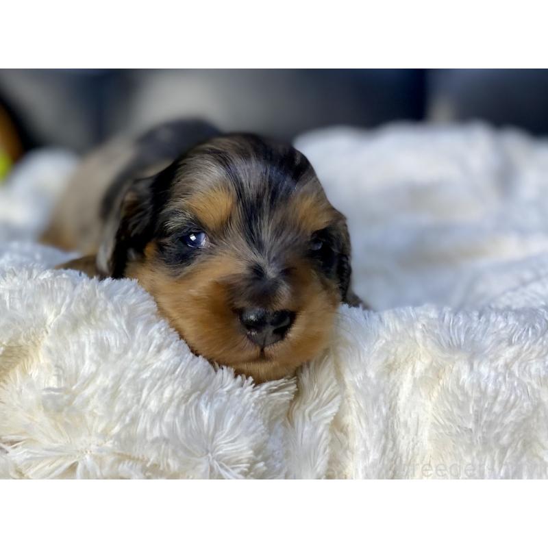 販売中の岐阜県のミニチュアダックスフンド(ロングヘアード)-432632の6枚目