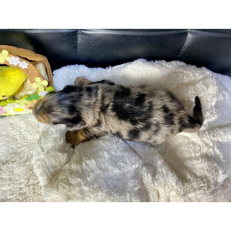 販売中の岐阜県のミニチュアダックスフンド(ロングヘアード)-432632の5枚目