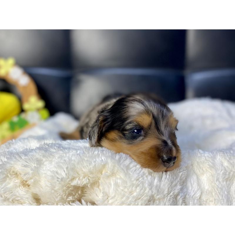 販売中の岐阜県のミニチュアダックスフンド(ロングヘアード)-432632の2枚目