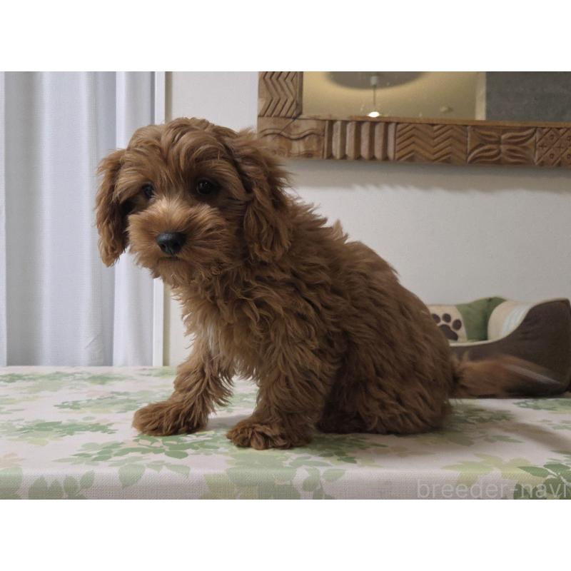 成約済の神奈川県のキャバプー:キャバリア×トイプードル-416239の4枚目