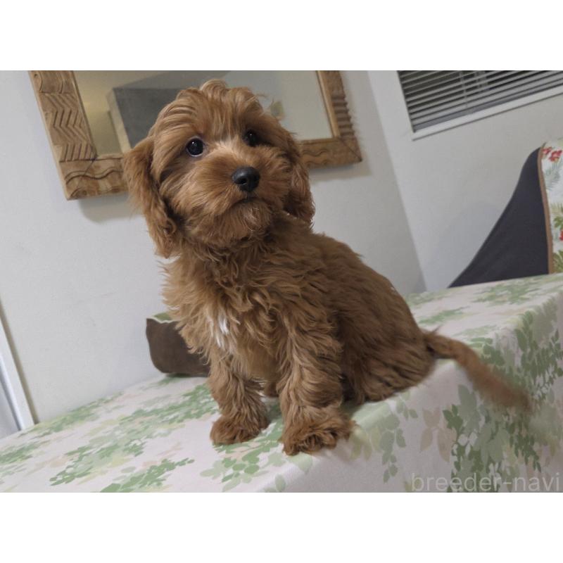 成約済の神奈川県のキャバプー:キャバリア×トイプードル-416239の3枚目