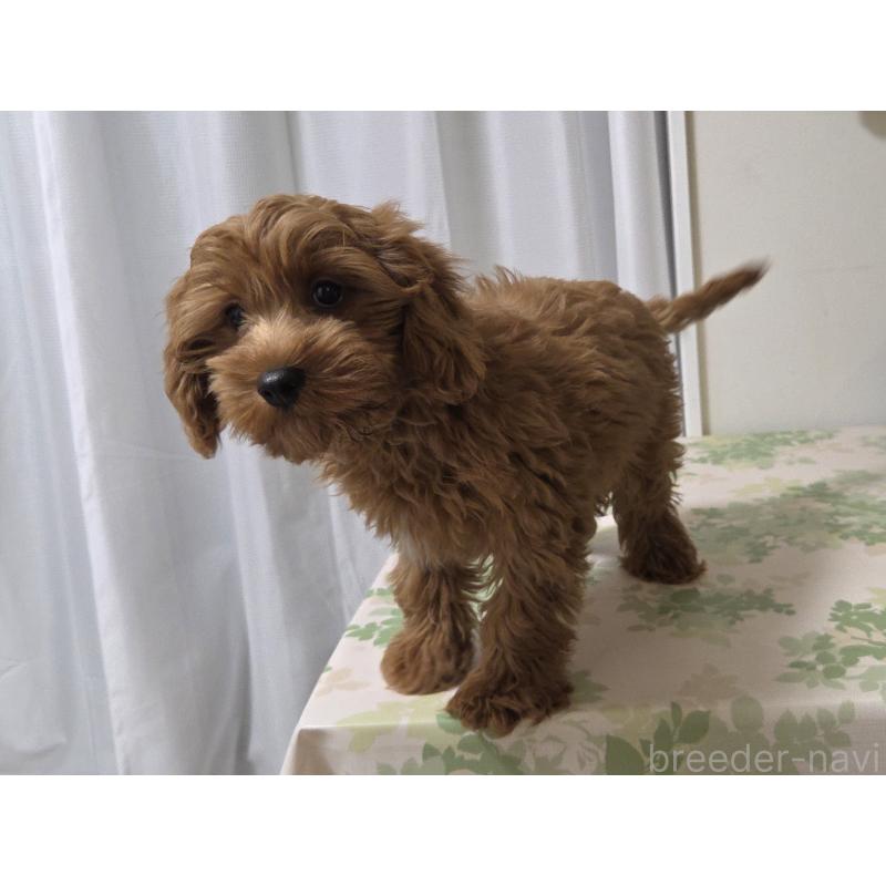 成約済の神奈川県のキャバプー:キャバリア×トイプードル-416239の2枚目