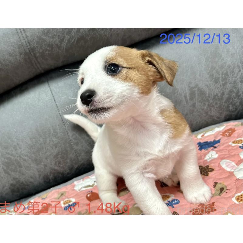 販売中の岡山県のジャックラッセルテリア-432751の2枚目