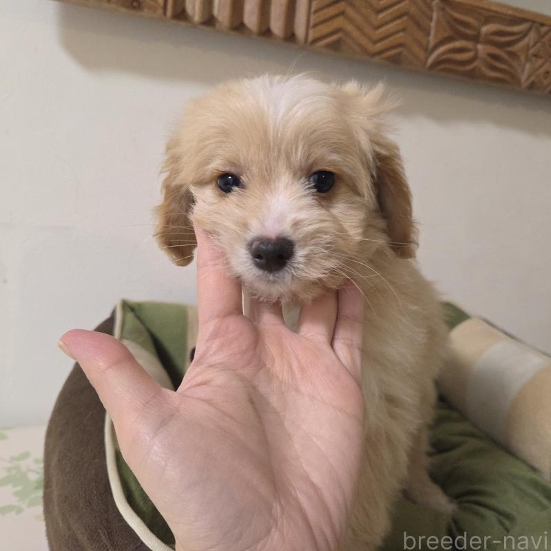 販売中の神奈川県のミックス犬-429590の12枚目