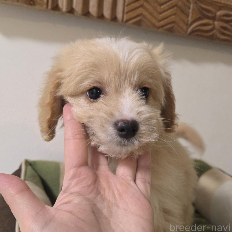 販売中の神奈川県のミックス犬-429590の11枚目