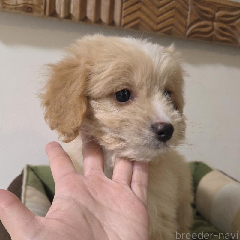 販売中の神奈川県のミックス犬-429590の10枚目