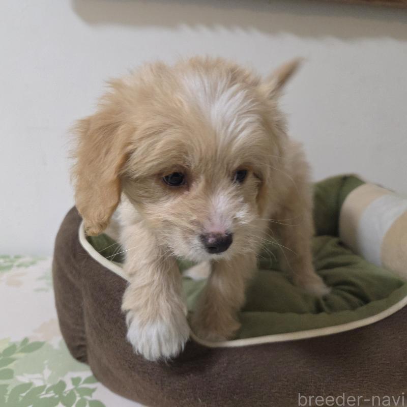 販売中の神奈川県のミックス犬-429590の9枚目