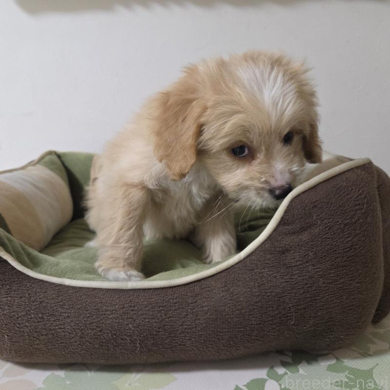 販売中の神奈川県のミックス犬-429590の8枚目