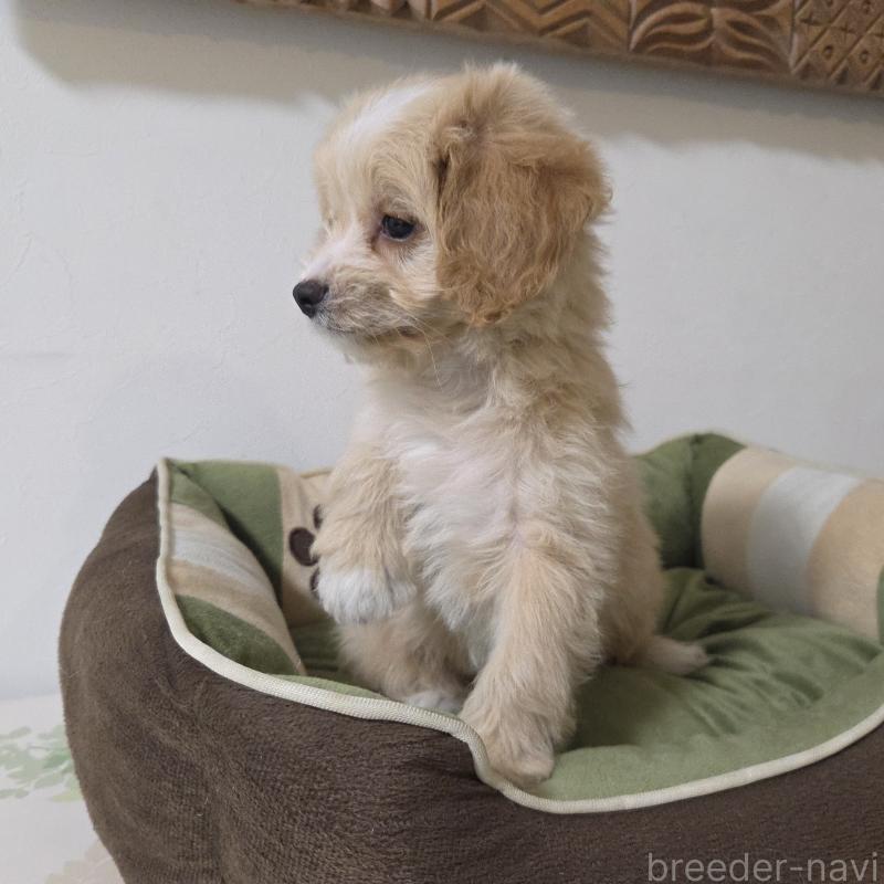 販売中の神奈川県のミックス犬-429590の7枚目