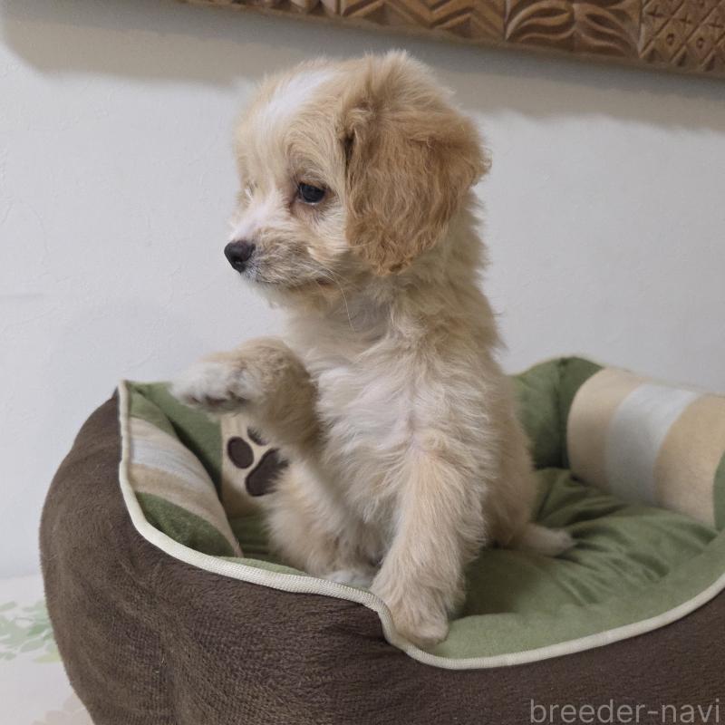 販売中の神奈川県のミックス犬-429590の6枚目