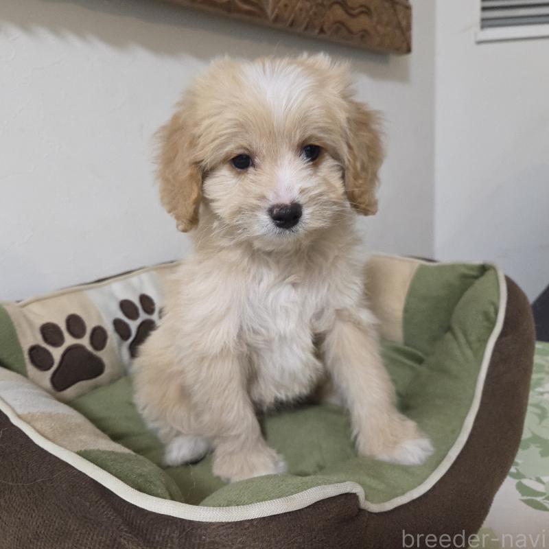 販売中の神奈川県のミックス犬-429590