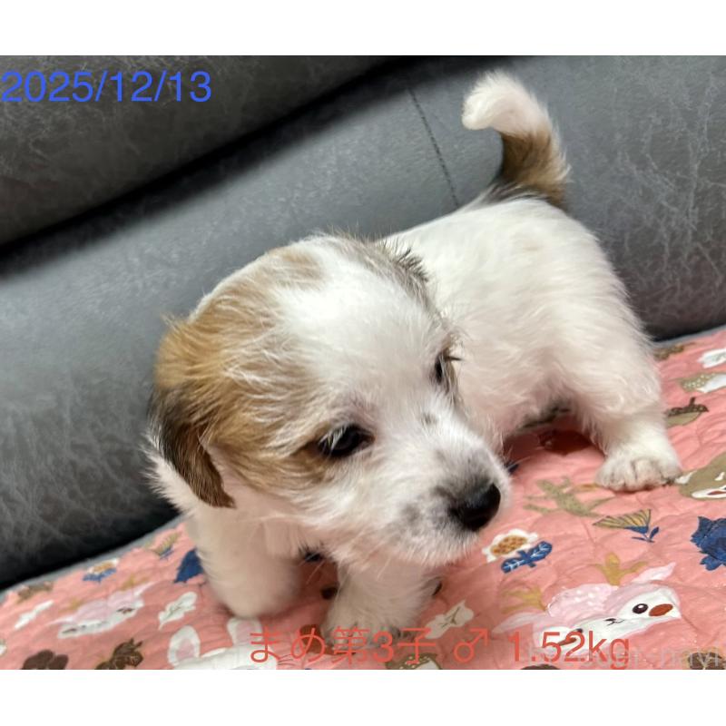 販売中の岡山県のジャックラッセルテリア-432750の3枚目