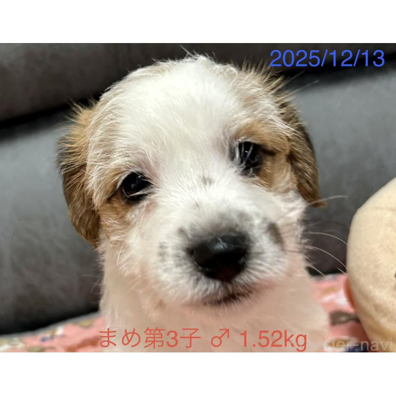 販売中の岡山県のジャックラッセルテリア-432750の2枚目