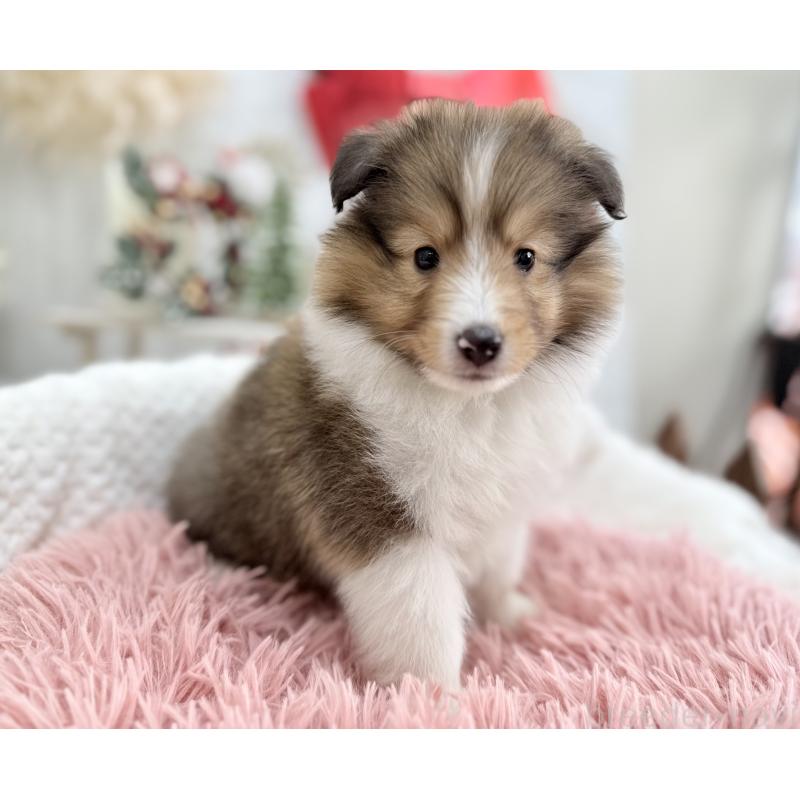 成約済の京都府のシェットランドシープドッグ(シェルティ)-430730の6枚目