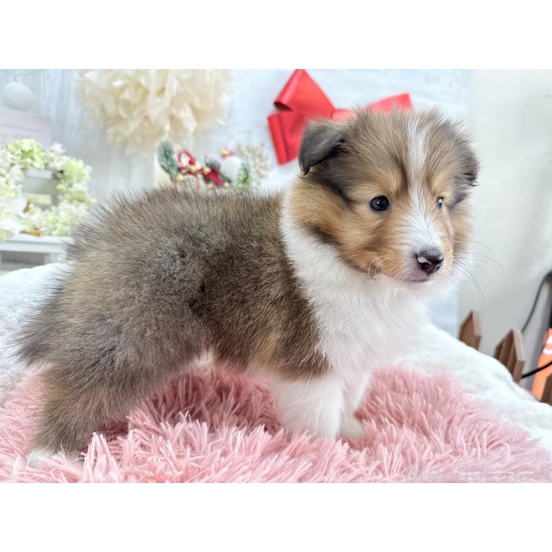 成約済の京都府のシェットランドシープドッグ(シェルティ)-430730の5枚目