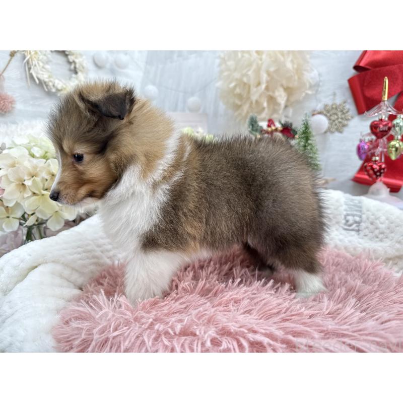 成約済の京都府のシェットランドシープドッグ(シェルティ)-430730の4枚目