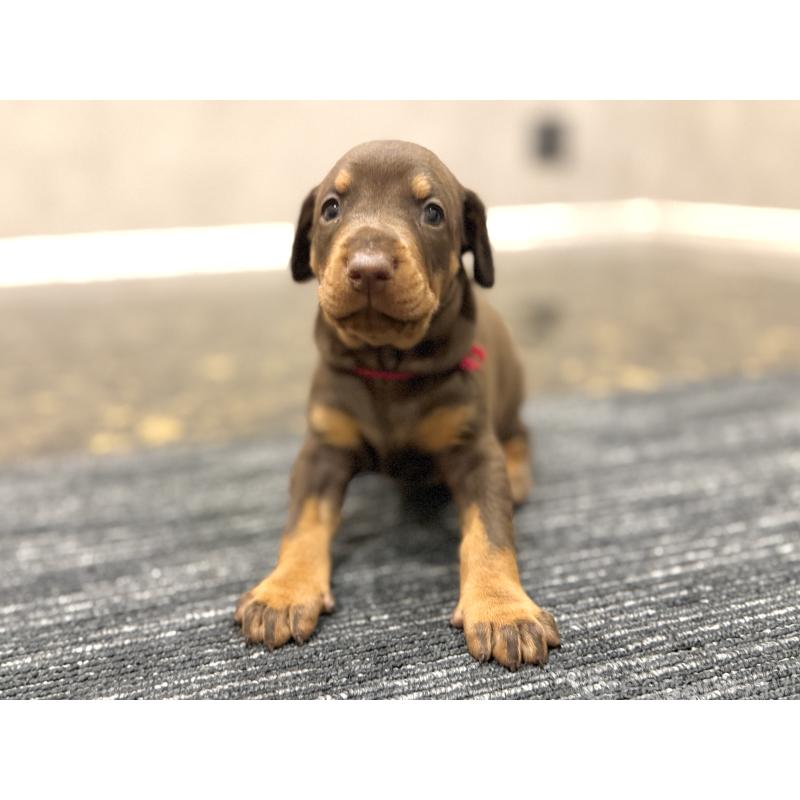 販売中の東京都のドーベルマン-432752の15枚目