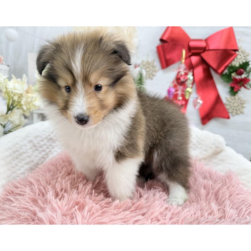 成約済の京都府のシェットランドシープドッグ(シェルティ)-430730の3枚目