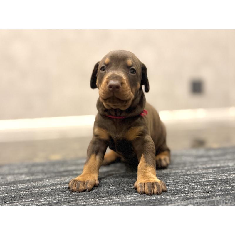 販売中の東京都のドーベルマン-432752の14枚目