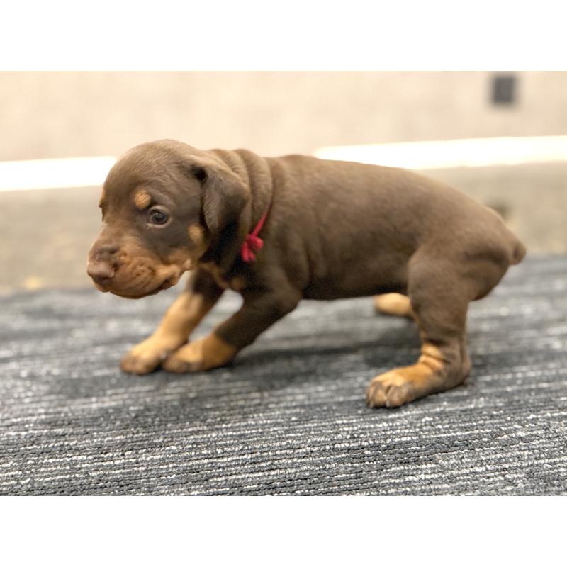 販売中の東京都のドーベルマン-432752の13枚目