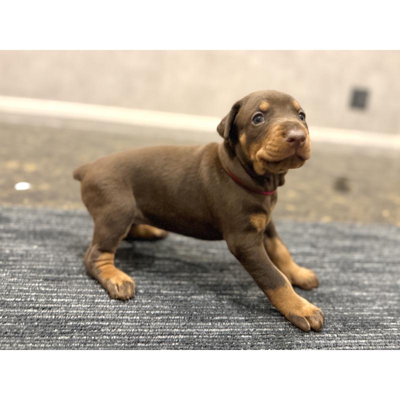 販売中の東京都のドーベルマン-432752の12枚目