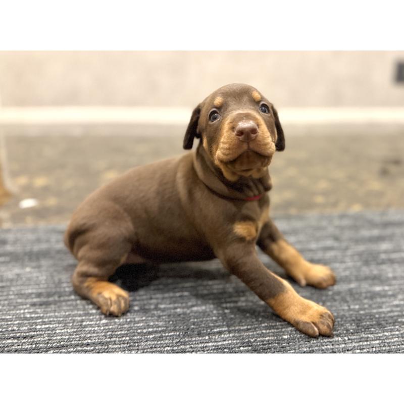 販売中の東京都のドーベルマン-432752の11枚目