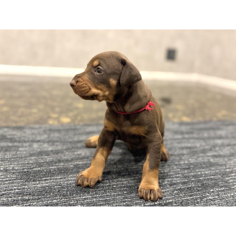 販売中の東京都のドーベルマン-432752の10枚目