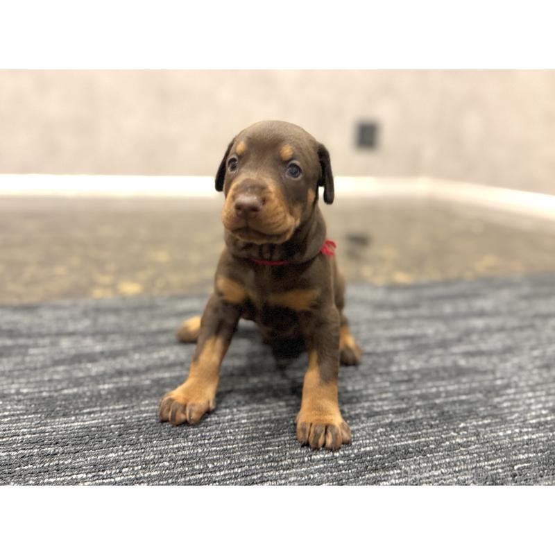 販売中の東京都のドーベルマン-432752の9枚目