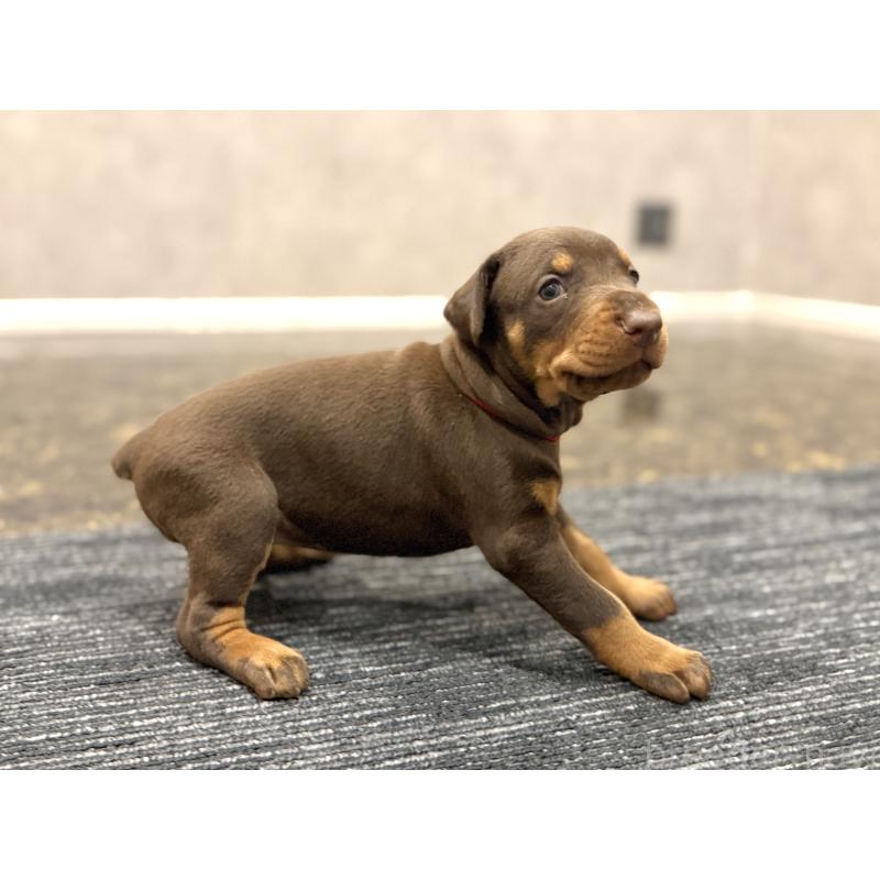 販売中の東京都のドーベルマン-432752の8枚目