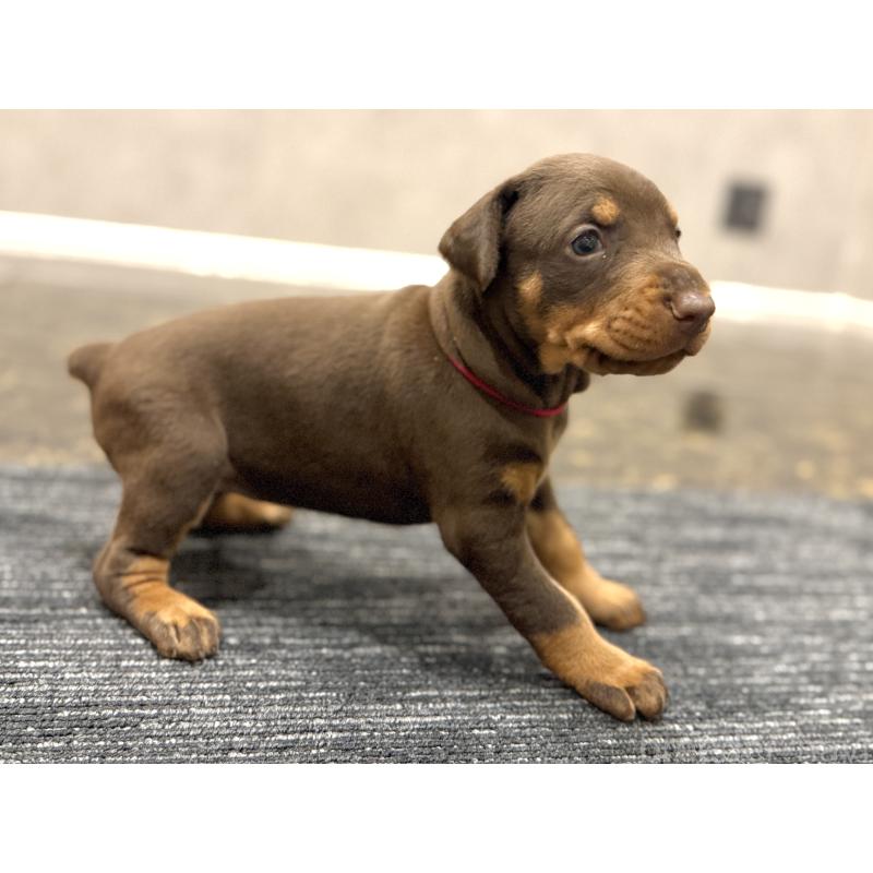 販売中の東京都のドーベルマン-432752の7枚目