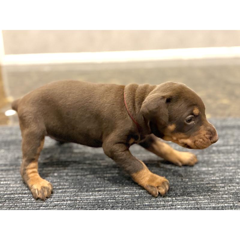 販売中の東京都のドーベルマン-432752の6枚目