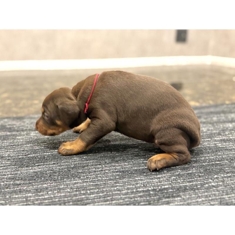 販売中の東京都のドーベルマン-432752の5枚目