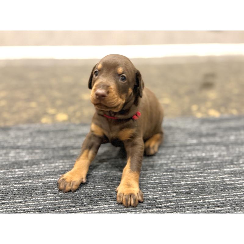 販売中の東京都のドーベルマン-432752の4枚目