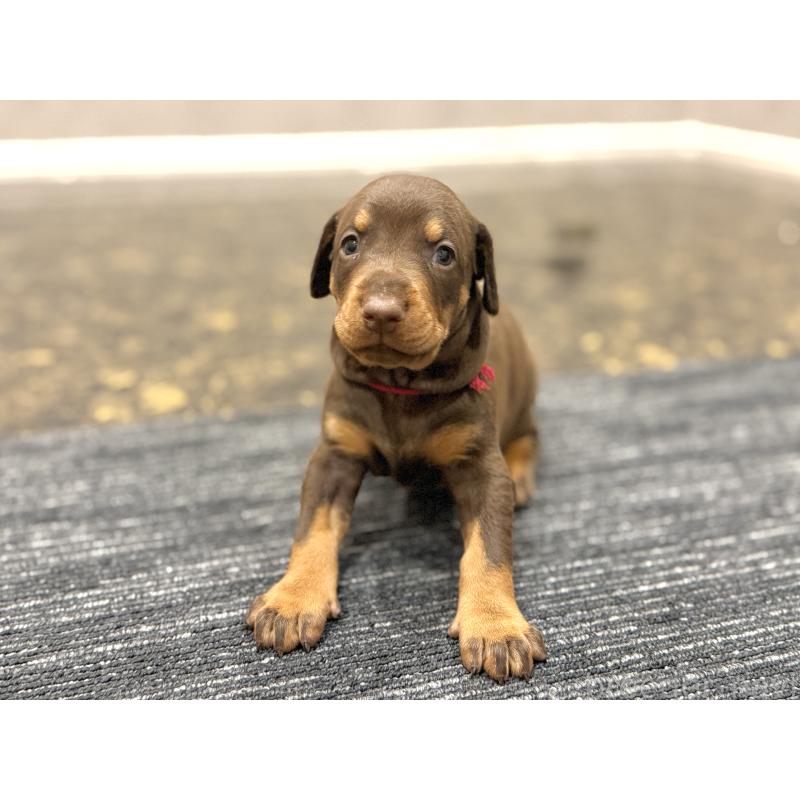 販売中の東京都のドーベルマン-432752の3枚目