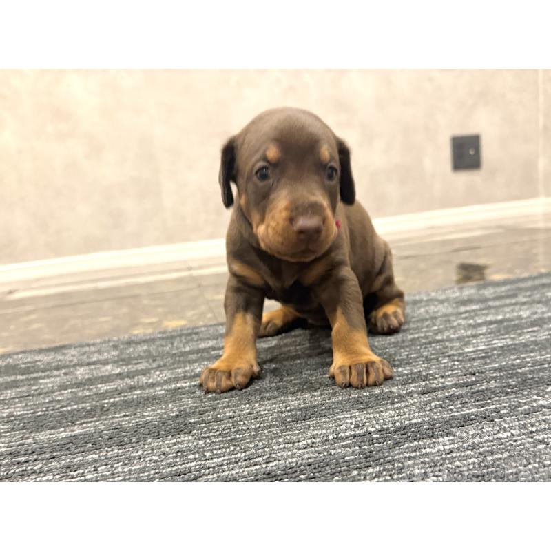 販売中の東京都のドーベルマン-432752の2枚目