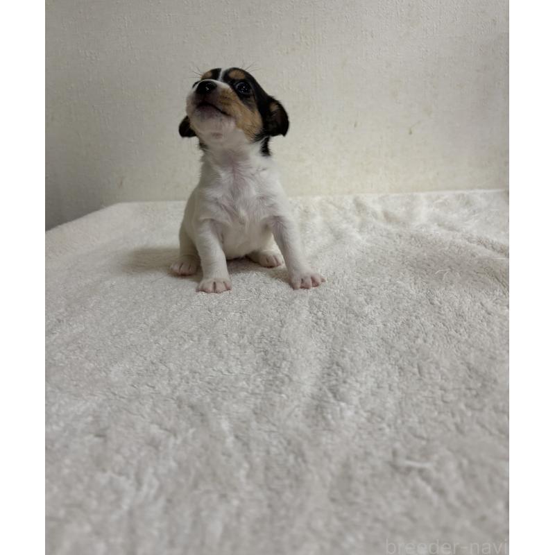 販売中の京都府のジャックラッセルテリア-432755の3枚目