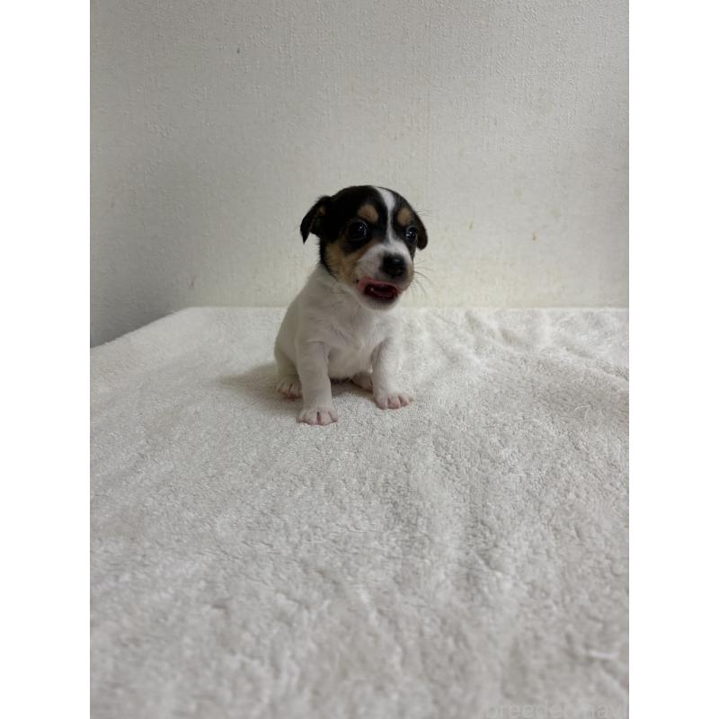 販売中の京都府のジャックラッセルテリア-432755の2枚目