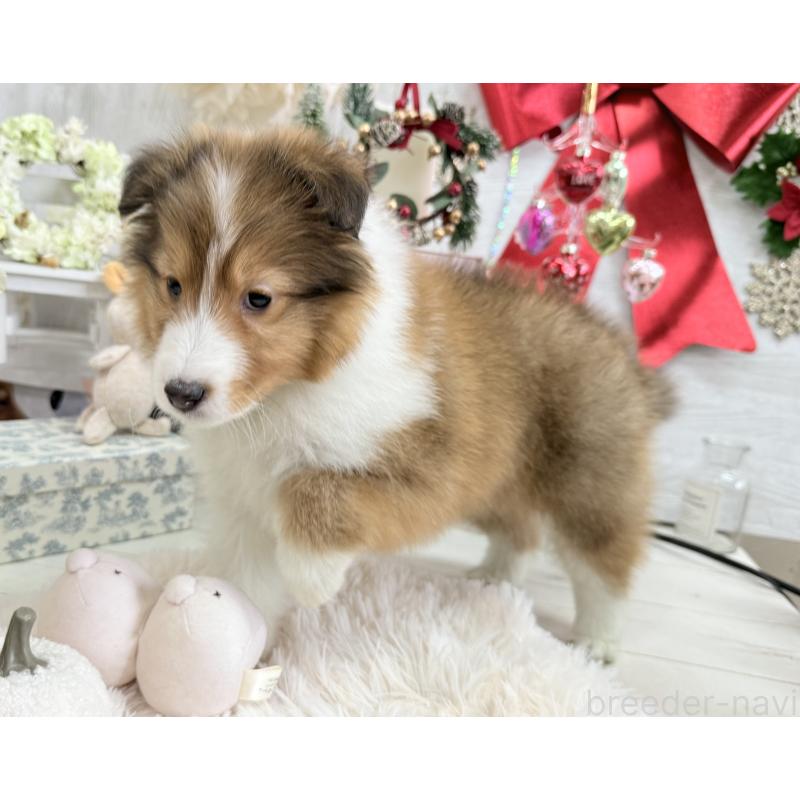 成約済の京都府のシェットランドシープドッグ(シェルティ)-430756の7枚目