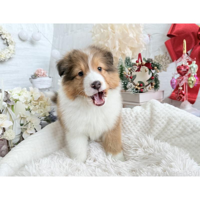 成約済の京都府のシェットランドシープドッグ(シェルティ)-430756の6枚目