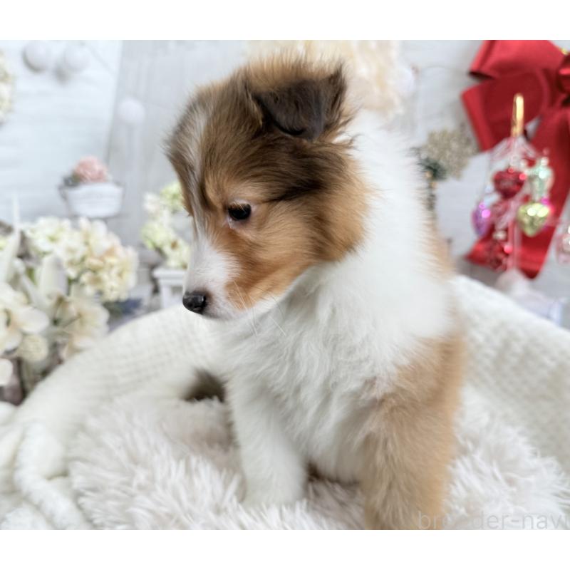 成約済の京都府のシェットランドシープドッグ(シェルティ)-430756の5枚目