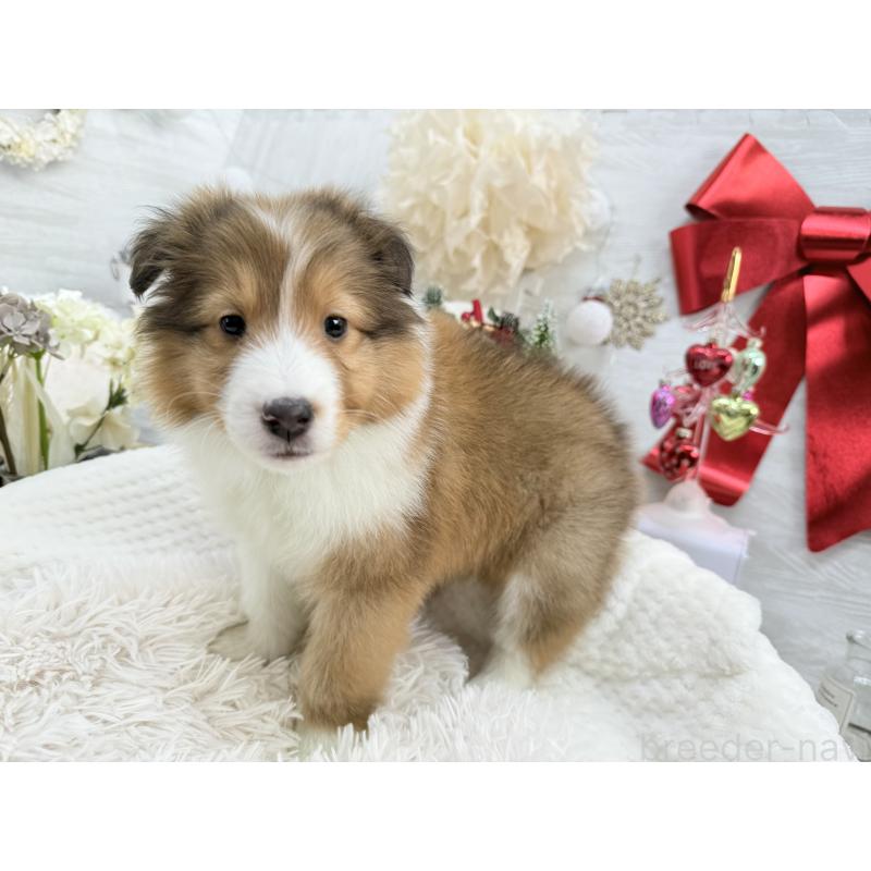 成約済の京都府のシェットランドシープドッグ(シェルティ)-430756の4枚目