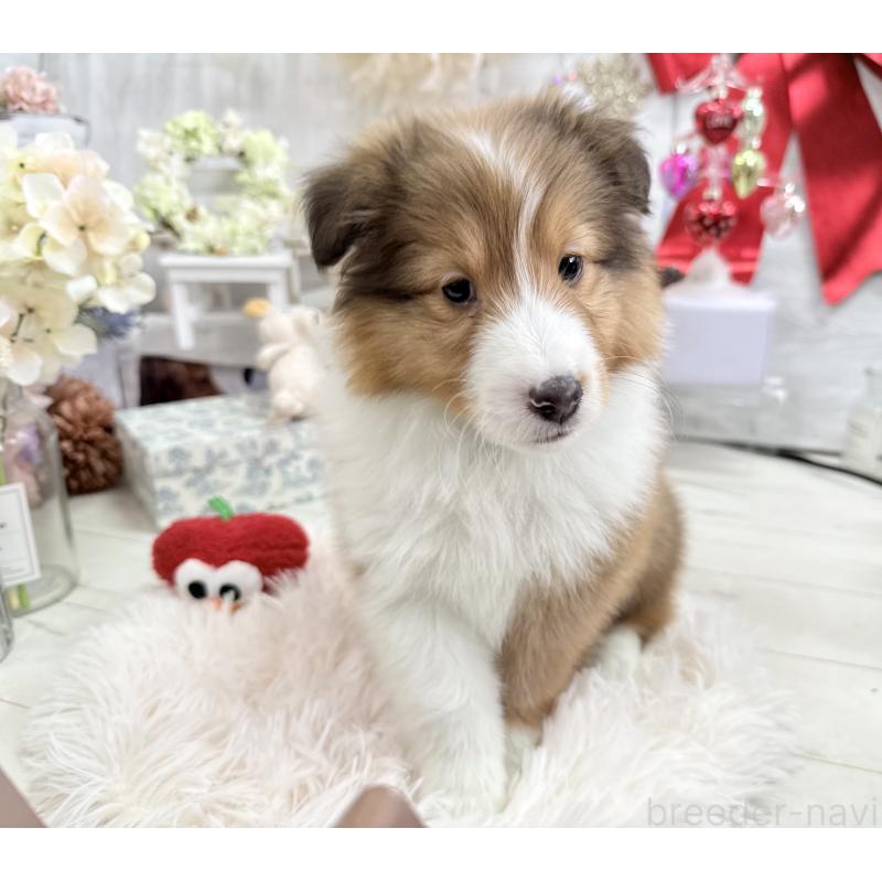 成約済の京都府のシェットランドシープドッグ(シェルティ)-430756の3枚目