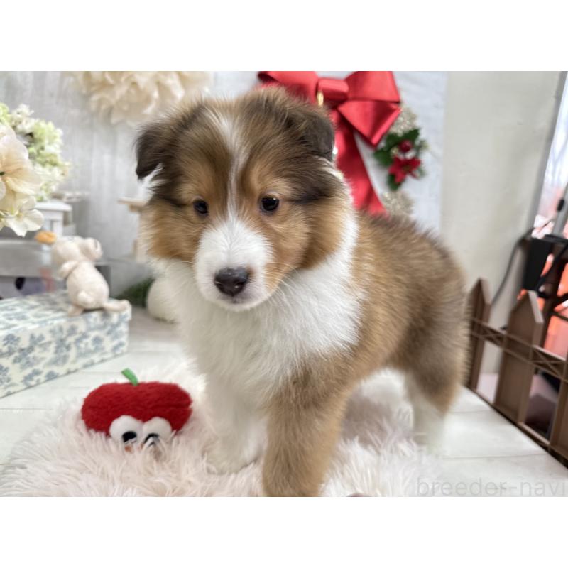 成約済の京都府のシェットランドシープドッグ(シェルティ)-430756の2枚目