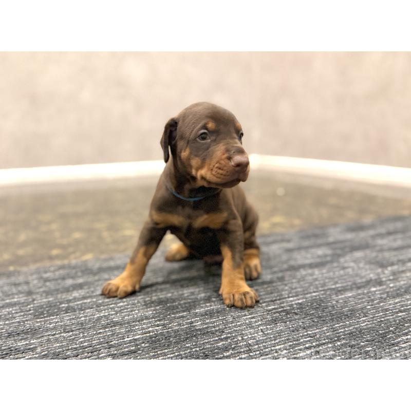 販売中の東京都のドーベルマン-432753の14枚目