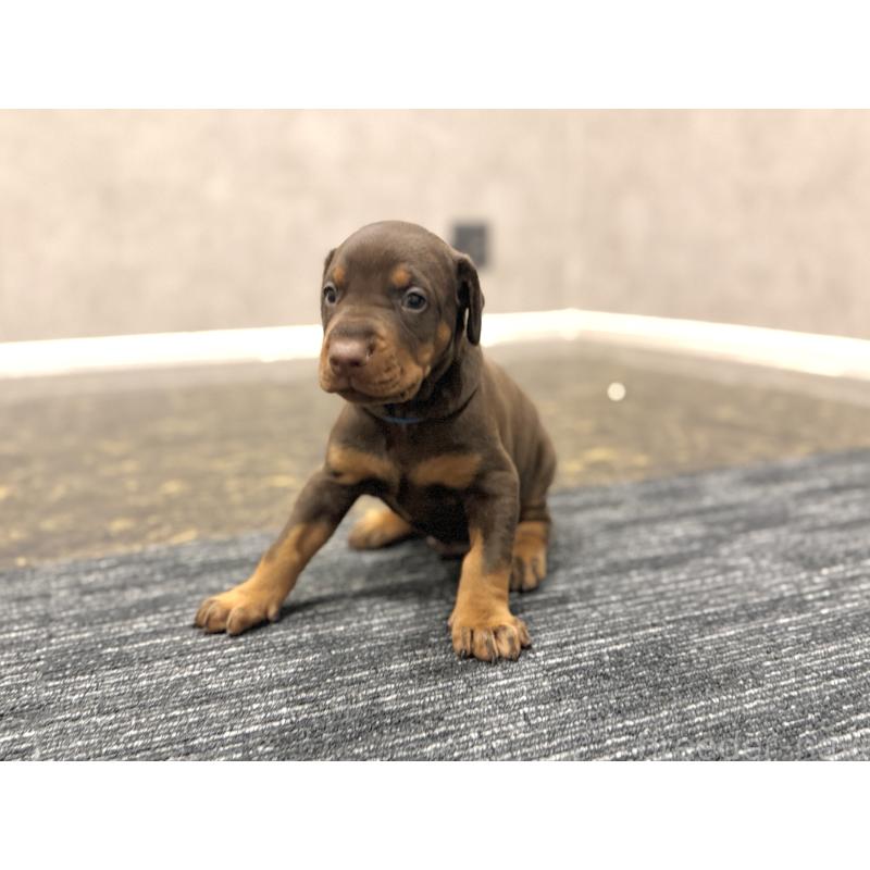 販売中の東京都のドーベルマン-432753の13枚目