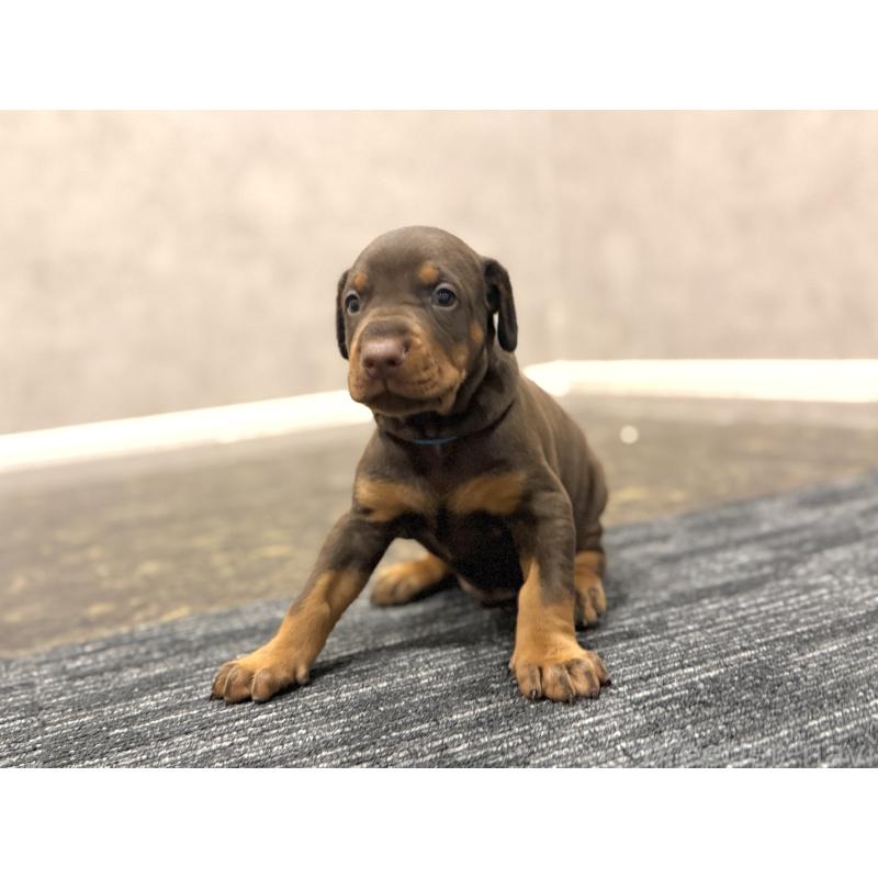 販売中の東京都のドーベルマン-432753の12枚目