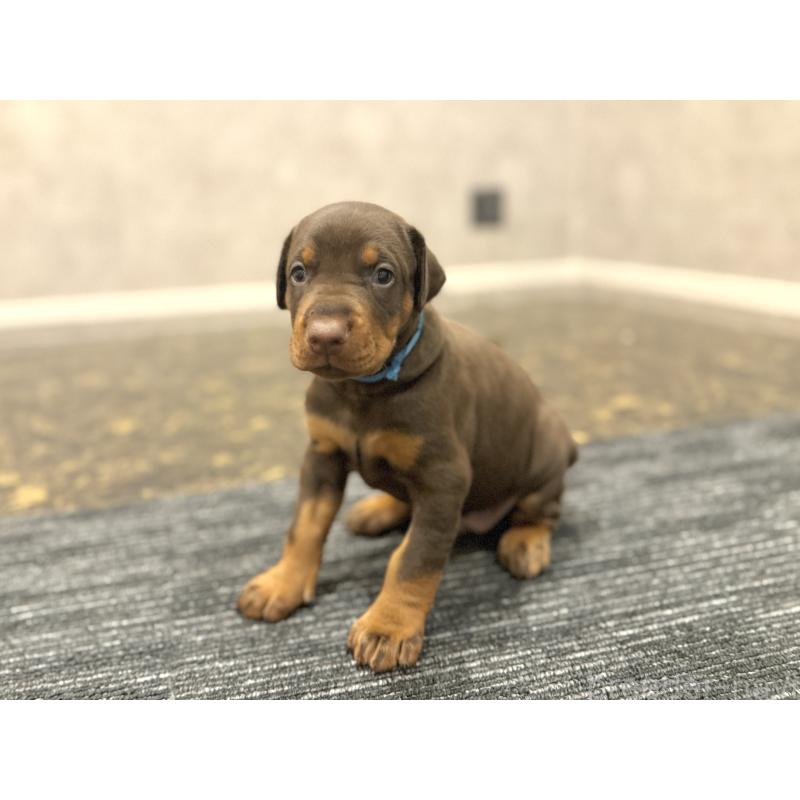 販売中の東京都のドーベルマン-432753の10枚目