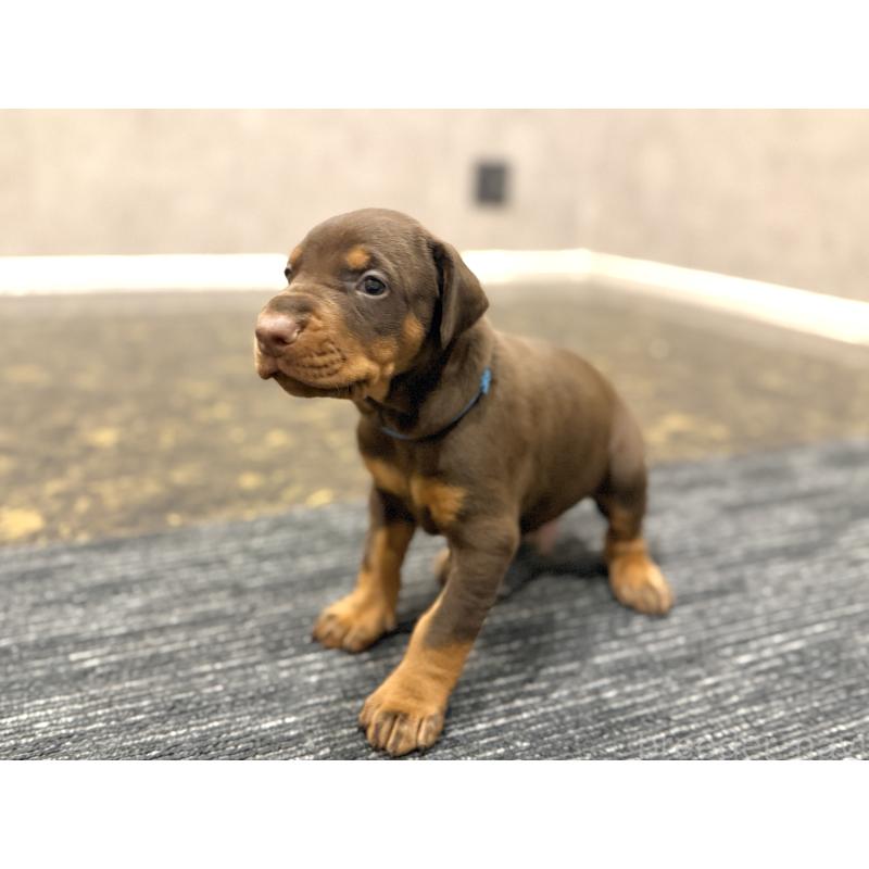 販売中の東京都のドーベルマン-432753の9枚目